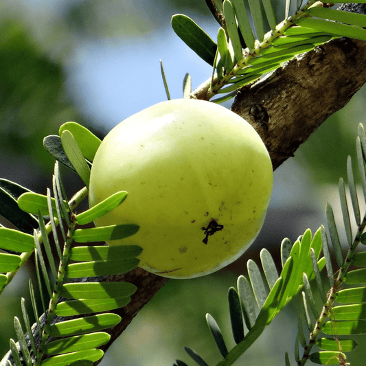 Why you need Amla in your Skincare Routine