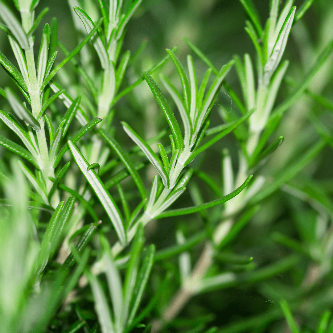 Totally Clueless - Rosemary Hair Growth Hair Oil Treatment - Made with 100% Natural Oils - 100ml - PLANT LIFE