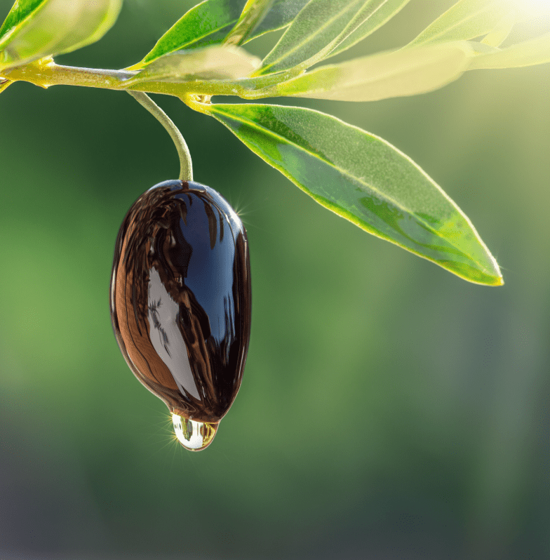 Totally Clueless - Rosemary Hair Growth Hair Oil Treatment - Made with 100% Natural Oils - 100ml - PLANT LIFE